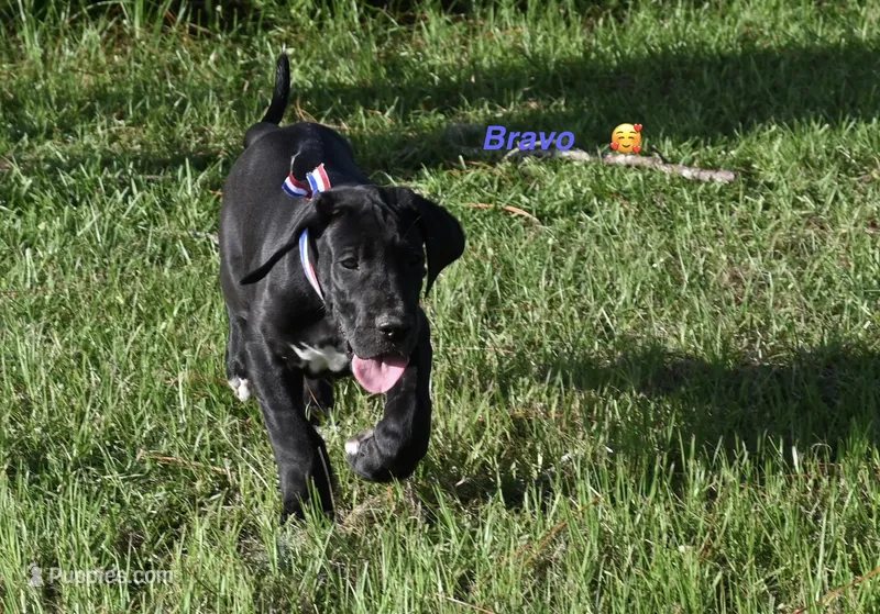 Bravo  – Great Dane puppy for sale in Paxton, FL