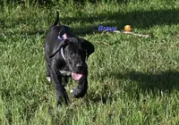 Bravo , a male Great Dane for sale in Paxton, FL – 1 of 7