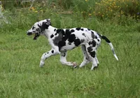 Sparkle D, a female Great Dane for sale in Paxton, FL – 4 of 8