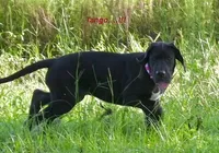 Tango, a female Great Dane for sale in Paxton, FL – 5 of 10