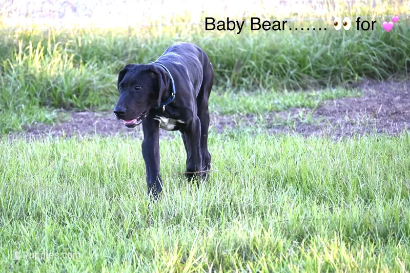 Baby Bear – Great Dane puppy for sale in Paxton, FL