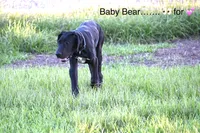 Baby Bear, a male Great Dane for sale in Paxton, FL – 1 of 9