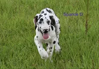 Sparkle D, a female Great Dane for sale in Paxton, FL – 5 of 10