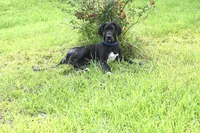 Baby Bear, a male Great Dane for sale in Paxton, FL – 2 of 9