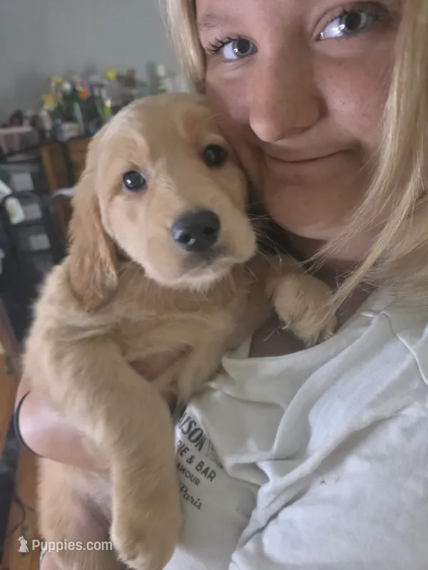 Virginia  – Golden Retriever puppy for sale in Efland, NC