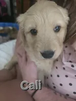 Cali, a female Golden Retriever for sale in Efland, NC – 1 of 3