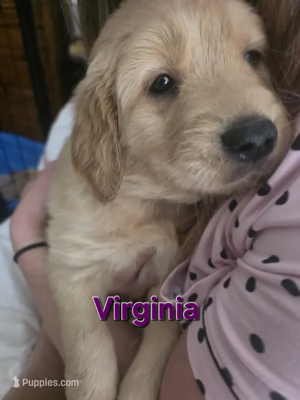 Virginia  – Golden Retriever puppy for sale in Efland, NC