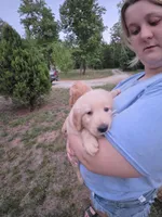 Cali, a female Golden Retriever for sale in Efland, NC – 2 of 3