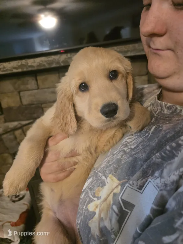 Cali – Golden Retriever puppy for sale in Efland, NC