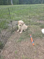 Montana , a female Golden Retriever for sale in Efland, NC – 3 of 4