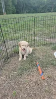 Montana , a female Golden Retriever for sale in Efland, NC – 2 of 4