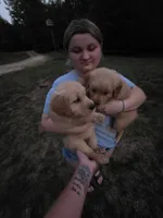 Cali, a female Golden Retriever for sale in Efland, NC – 3 of 3