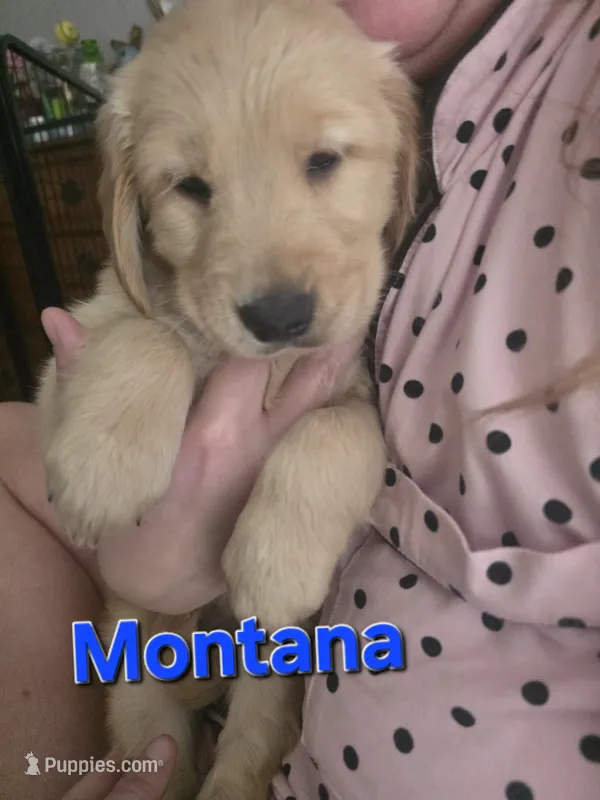 Montana  – Golden Retriever puppy for sale in Efland, NC