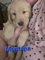 Montana , a female Golden Retriever for sale in Efland, NC – 1 of 4
