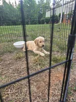 Montana , a female Golden Retriever for sale in Efland, NC – 4 of 4