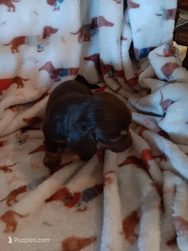 Cruise – Miniature Dachshund puppy for sale in Los Lunas, NM