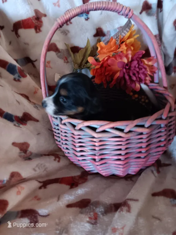 Snoopy – Miniature Dachshund puppy for sale in Los Lunas, NM