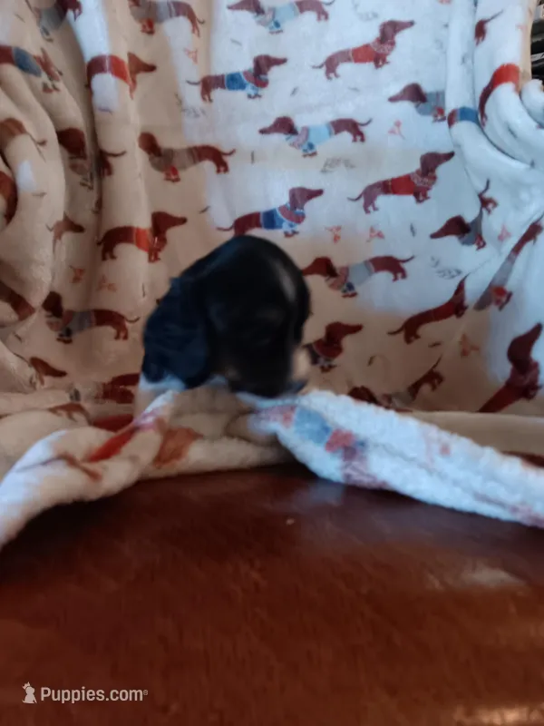 Snoopy – Miniature Dachshund puppy for sale in Los Lunas, NM