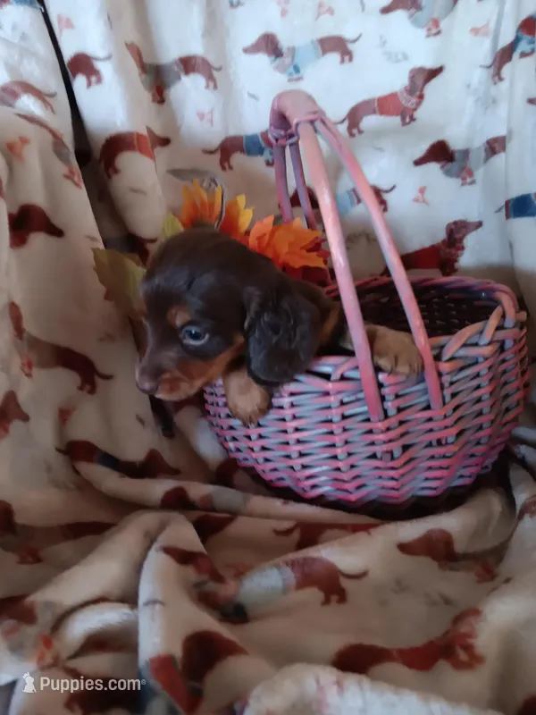 Reese – Miniature Dachshund puppy for sale in Los Lunas, NM