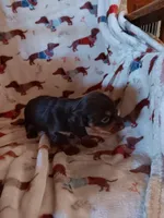 Reese, a male Miniature Dachshund for sale in Los Lunas, NM – Photo 3 of 3