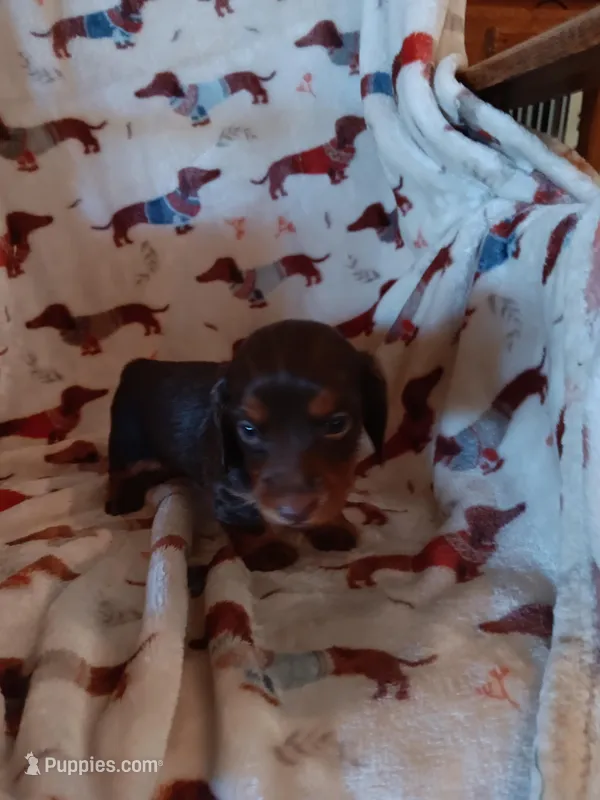 Reese – Miniature Dachshund puppy for sale in Los Lunas, NM