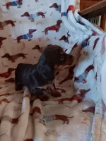 Reese, a male Miniature Dachshund for sale in Los Lunas, NM – Photo 2 of 3