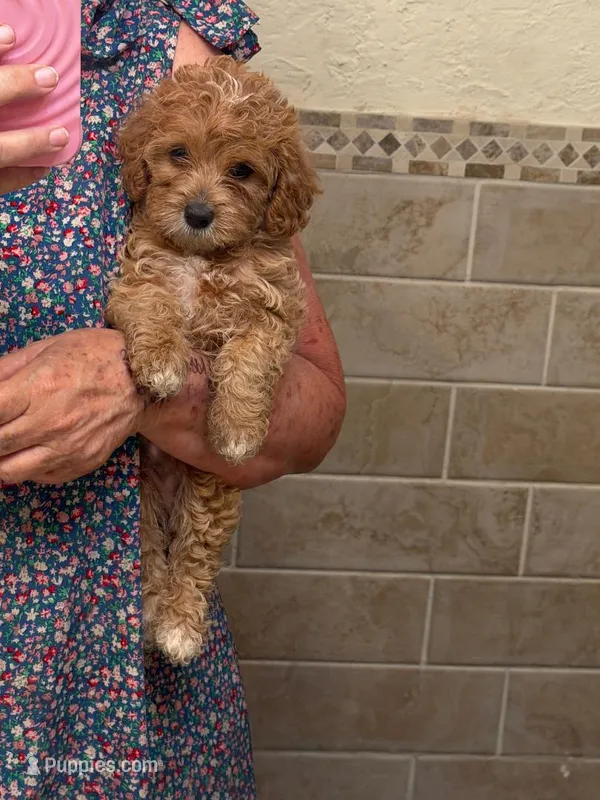 jesse – Miniature Labradoodle puppy for sale in Vista, CA