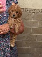 jesse, a female Miniature Labradoodle for sale in Vista, CA – 1 of 3