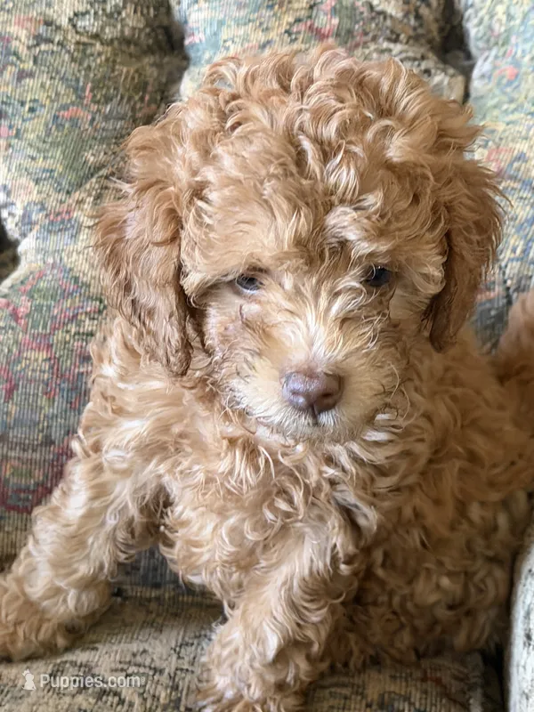 sam – Double Doodle puppy for sale in Vista, CA