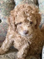 sam, a male Double Doodle for sale in Vista, CA – 1 of 2