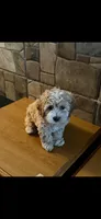 allen, a male Miniature Labradoodle for sale in Vista, CA – 2 of 3