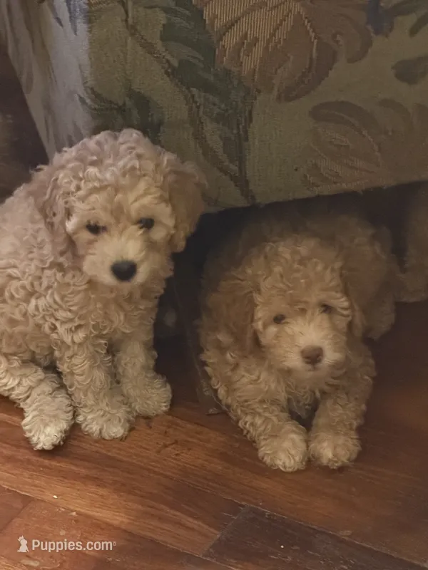 dolly – Cockapoo puppy for sale in Vista, CA