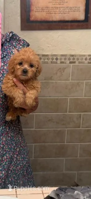 sandy – Miniature Labradoodle puppy for sale in Vista, CA
