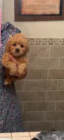 sandy, a female Miniature Labradoodle for sale in Vista, CA – 1 of 2
