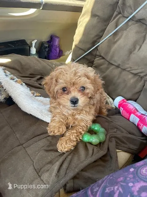 PEANUT – Maltipoo puppy for sale in Vista, CA