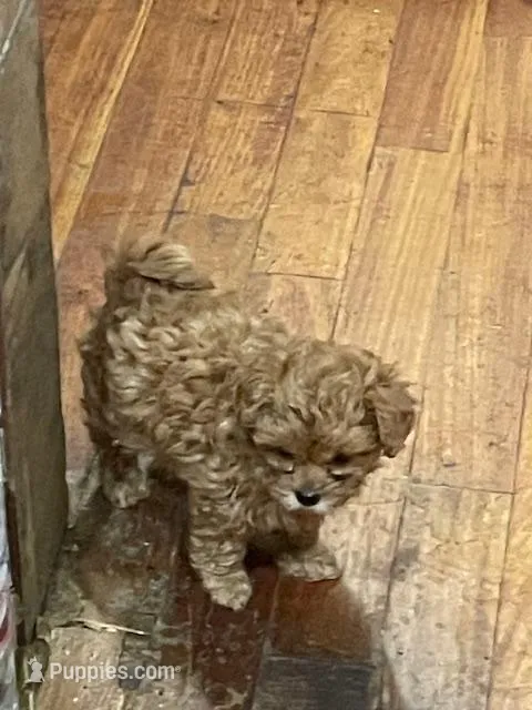 PEANUT – Maltipoo puppy for sale in Vista, CA