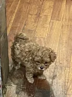 PEANUT, a male Maltipoo for sale in Vista, CA – Photo 1 of 3