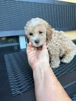 PAMELA, a female Miniature Labradoodle for sale in Vista, CA – 2 of 3