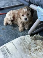 PAMELA, a female Miniature Labradoodle for sale in Vista, CA – 3 of 3