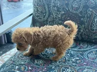 sandy, a female Miniature Labradoodle for sale in Vista, CA – 2 of 2
