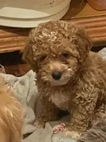 jesse, a female Miniature Labradoodle for sale in Vista, CA – 2 of 3