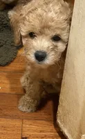 daisy, a female Double Doodle for sale in Vista, CA – 2 of 2