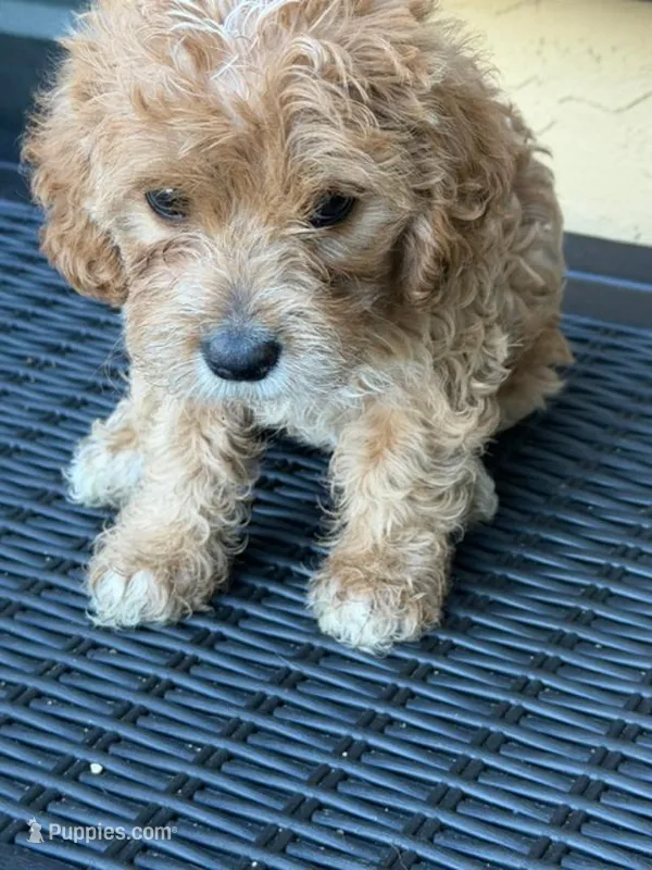 PAMELA – Miniature Labradoodle puppy for sale in Vista, CA
