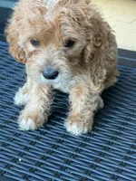 PAMELA, a female Miniature Labradoodle for sale in Vista, CA – 1 of 3