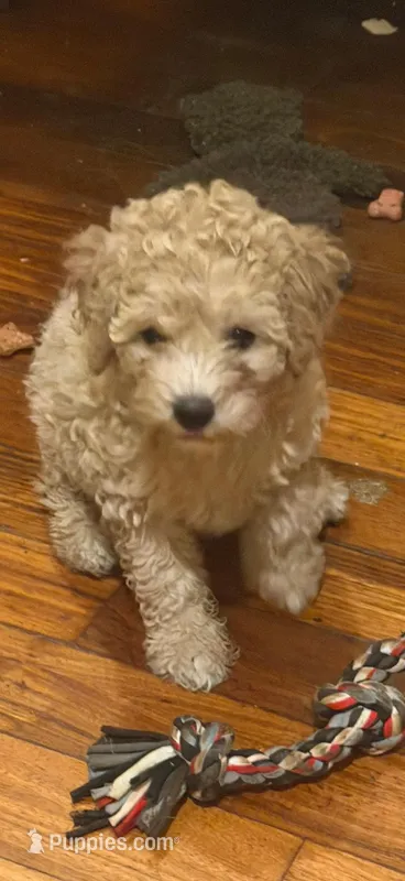 goldie – Double Doodle puppy for sale in Vista, CA