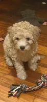 goldie, a female Double Doodle for sale in Vista, CA – 1 of 1