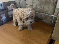 allen, a male Miniature Labradoodle for sale in Vista, CA – 3 of 3