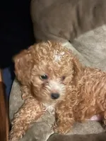 jesse, a female Miniature Labradoodle for sale in Vista, CA – 3 of 3