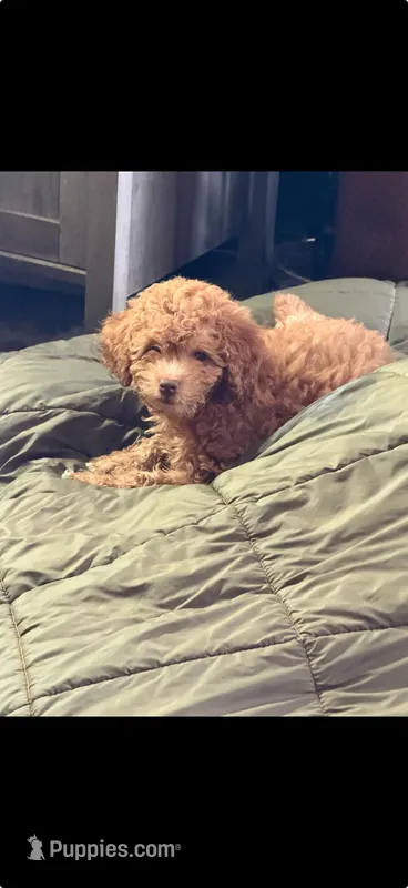 dolly – Cockapoo puppy for sale in Vista, CA