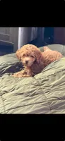 dolly, a female Cockapoo for sale in Vista, CA – 1 of 1